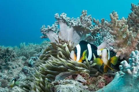 Google invites volunteers worldwide to monitor coral reef sounds
